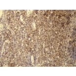 Immunohistochemistry - Anti-CD5 Antibody - Antibodies.com (A8190)