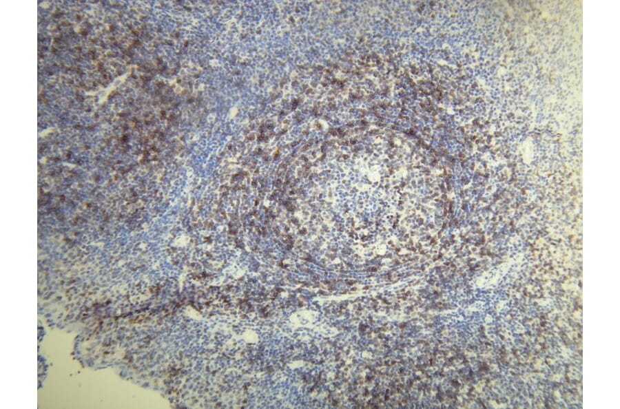 Immunohistochemistry - Anti-CD5 Antibody - Antibodies.com (A8190)
