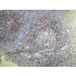 Immunohistochemistry - Anti-CD5 Antibody - Antibodies.com (A8190)