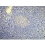 Immunohistochemistry - Anti-Human Kappa Light Chain Antibody - Antibodies.com (A8192)