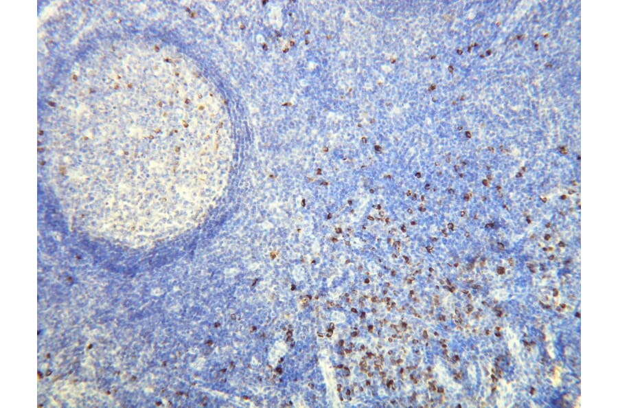 Immunohistochemistry - Anti-Human Lambda Light Chain Antibody - Antibodies.com (A8193)