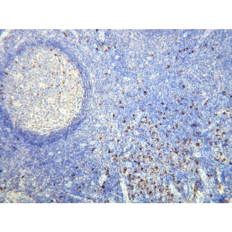 Immunohistochemistry - Anti-Human Lambda Light Chain Antibody - Antibodies.com (A8193)
