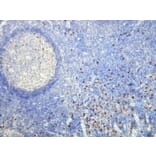 Immunohistochemistry - Anti-Human Lambda Light Chain Antibody - Antibodies.com (A8193)
