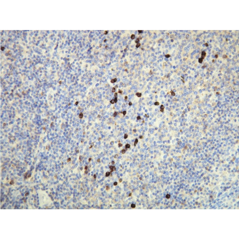 Immunohistochemistry - Anti-Human Lambda Light Chain Antibody - Antibodies.com (A8193)