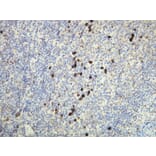 Immunohistochemistry - Anti-Human Lambda Light Chain Antibody - Antibodies.com (A8193)