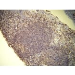 Immunohistochemistry - Anti-CD45 Antibody - Antibodies.com (A8195)