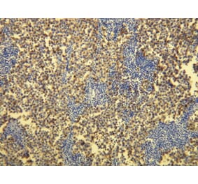 Immunohistochemistry - Anti-PLAP Antibody - Antibodies.com (A8197)