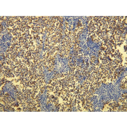 Immunohistochemistry - Anti-PLAP Antibody - Antibodies.com (A8197)