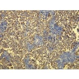 Immunohistochemistry - Anti-PLAP Antibody - Antibodies.com (A8197)
