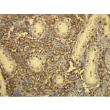 Immunohistochemistry - Anti-CD117 Antibody - Antibodies.com (A8208)