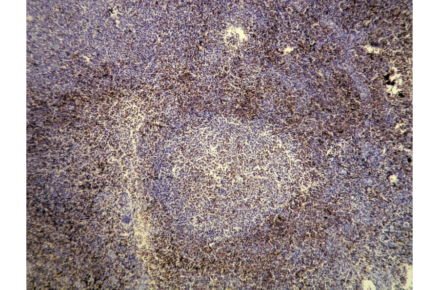 Immunohistochemistry - Anti-CD3 Antibody - Antibodies.com (A8212)