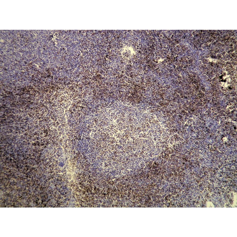 Immunohistochemistry - Anti-CD3 Antibody - Antibodies.com (A8212)