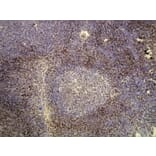 Immunohistochemistry - Anti-CD3 Antibody - Antibodies.com (A8212)
