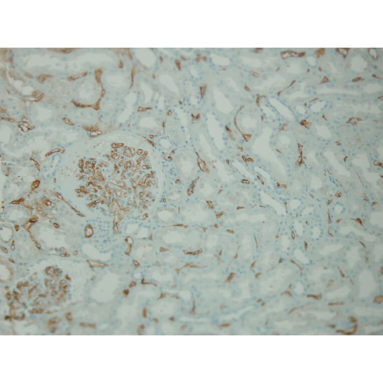 Immunohistochemistry - Anti-C4d complement Antibody - Antibodies.com (A8225)