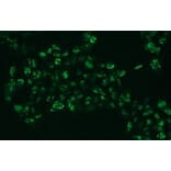 Immunocytochemistry - Anti-Ki-67 Antibody - Antibodies.com (A8228)