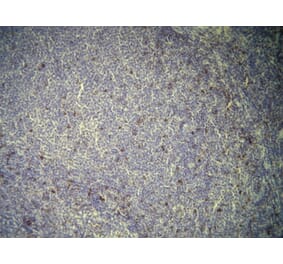 Immunohistochemistry - Anti-CD7 Antibody - Antibodies.com (A8229)