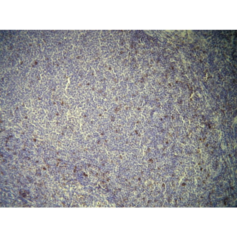 Immunohistochemistry - Anti-CD7 Antibody - Antibodies.com (A8229)