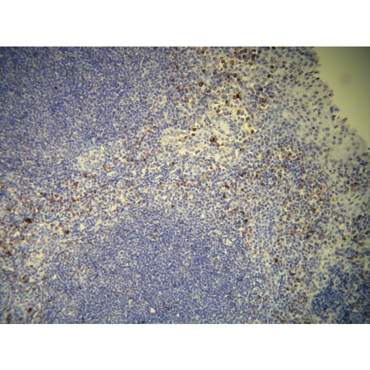 Immunohistochemistry - Anti-CD7 Antibody - Antibodies.com (A8229)