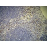 Immunohistochemistry - Anti-CD7 Antibody - Antibodies.com (A8229)