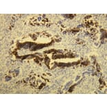 Immunohistochemistry - Anti-Cytokeratin 20 Antibody - Antibodies.com (A8231)