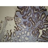 Immunohistochemistry - Anti-Cytokeratin 20 Antibody - Antibodies.com (A8231)