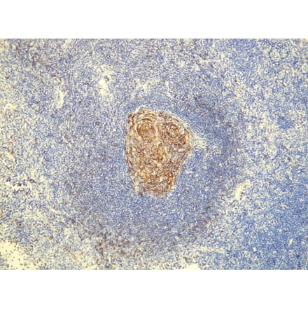 Immunohistochemistry - Anti-CD23 Antibody - Antibodies.com (A8233)