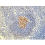 Immunohistochemistry - Anti-CD23 Antibody - Antibodies.com (A8233)