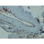 Immunohistochemistry - Anti-CD34 Antibody - Antibodies.com (A8236)