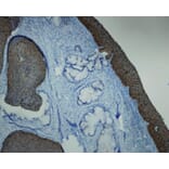 Immunohistochemistry - Anti-p16 Antibody - Antibodies.com (A8237)