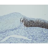 Immunohistochemistry - Anti-p16 Antibody - Antibodies.com (A8237)