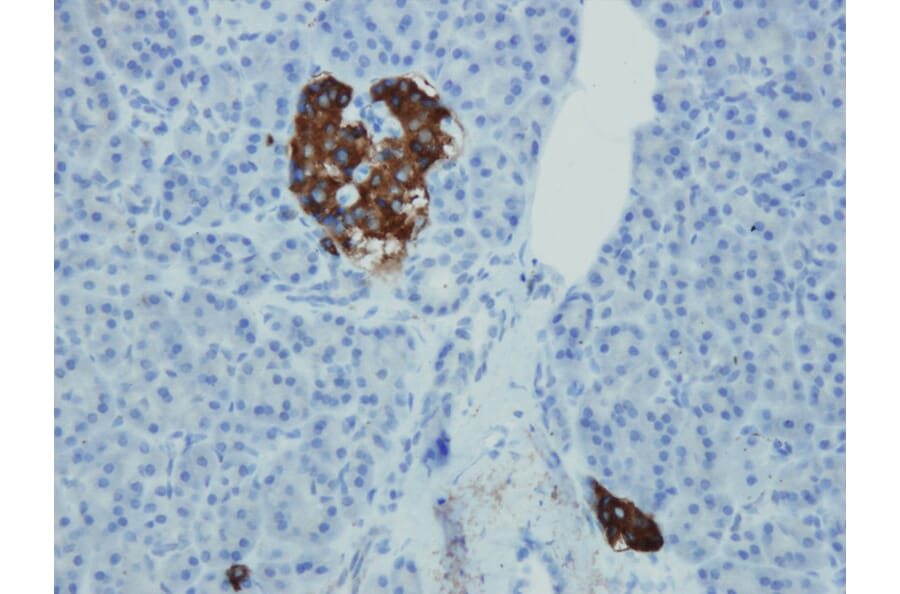Immunohistochemistry - Anti-Synaptophysin Antibody - Antibodies.com (A8238)