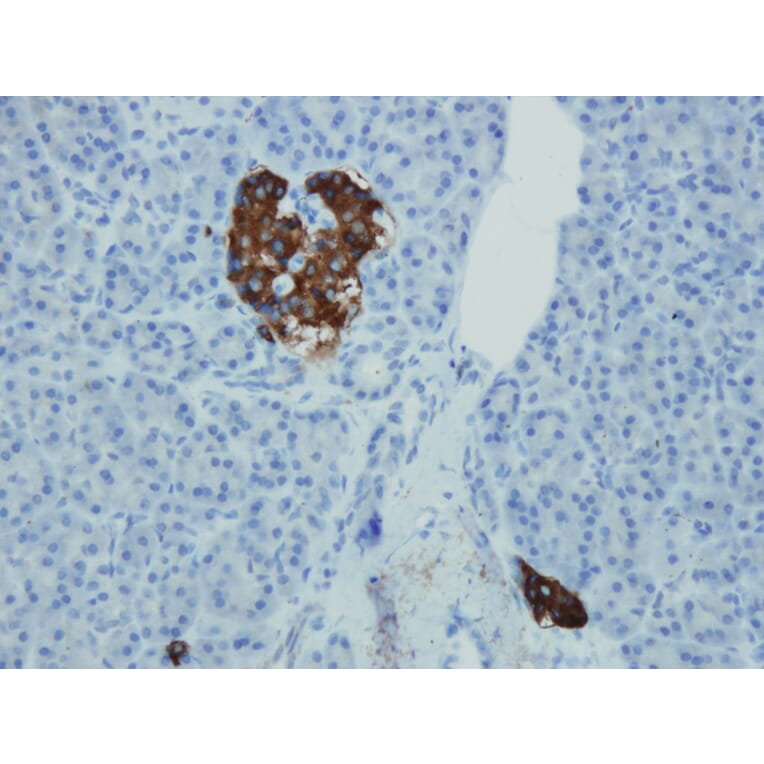 Immunohistochemistry - Anti-Synaptophysin Antibody - Antibodies.com (A8238)
