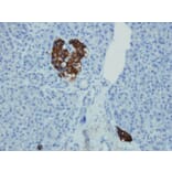 Immunohistochemistry - Anti-Synaptophysin Antibody - Antibodies.com (A8238)
