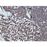 Immunohistochemistry - Anti-Synaptophysin Antibody - Antibodies.com (A8238)