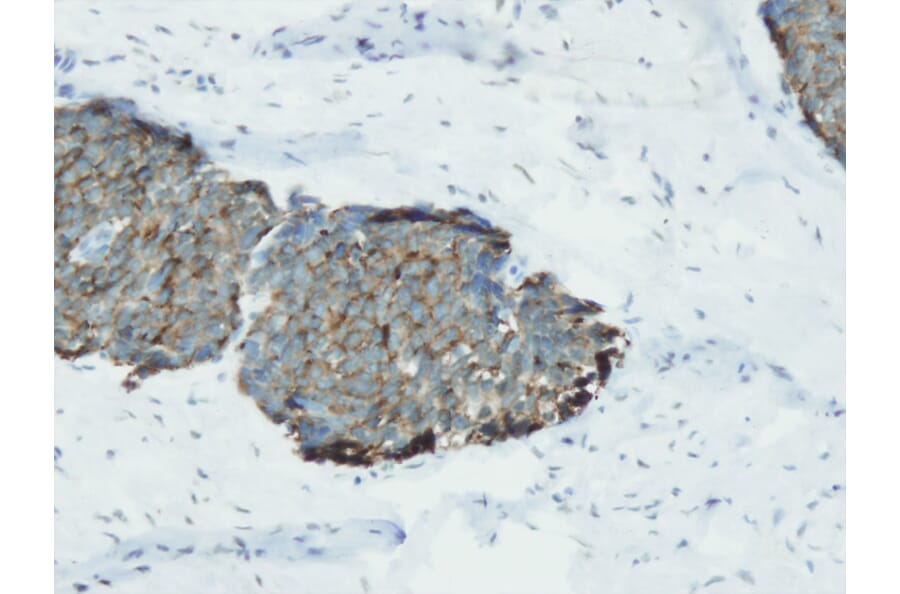 Immunohistochemistry - Anti-Synaptophysin Antibody - Antibodies.com (A8238)