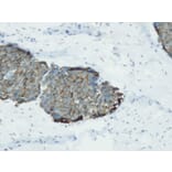 Immunohistochemistry - Anti-Synaptophysin Antibody - Antibodies.com (A8238)