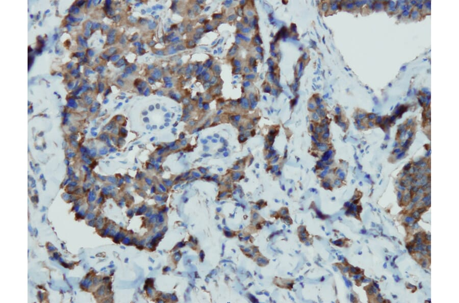 Immunohistochemistry - Anti-Chromogranin A Antibody - Antibodies.com (A8239)