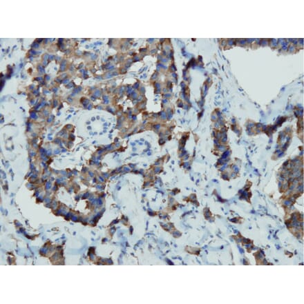 Immunohistochemistry - Anti-Chromogranin A Antibody - Antibodies.com (A8239)
