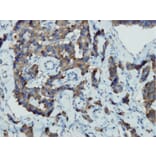 Immunohistochemistry - Anti-Chromogranin A Antibody - Antibodies.com (A8239)