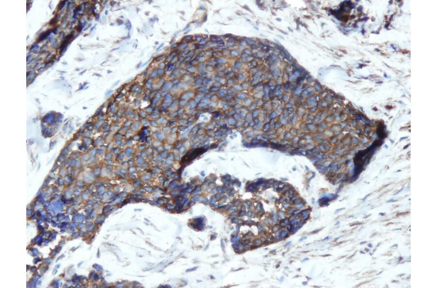 Immunohistochemistry - Anti-Chromogranin A Antibody - Antibodies.com (A8239)