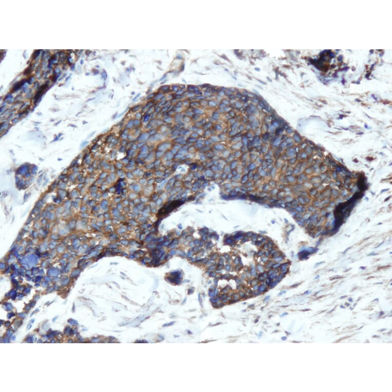 Immunohistochemistry - Anti-Chromogranin A Antibody - Antibodies.com (A8239)