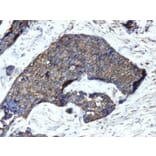 Immunohistochemistry - Anti-Chromogranin A Antibody - Antibodies.com (A8239)