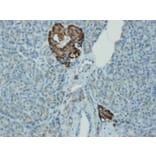 Immunohistochemistry - Anti-Chromogranin A Antibody - Antibodies.com (A8240)