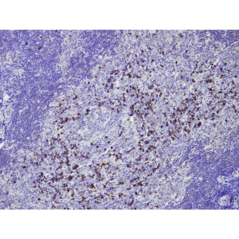 Immunohistochemistry - Anti-IgG Antibody - Antibodies.com (A8242)