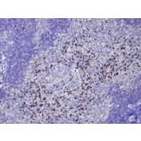 Immunohistochemistry - Anti-IgG Antibody - Antibodies.com (A8242)