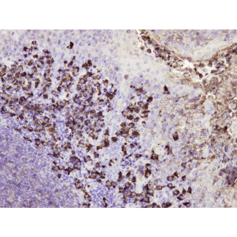 Immunohistochemistry - Anti-IgG Antibody - Antibodies.com (A8242)