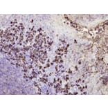 Immunohistochemistry - Anti-IgG Antibody - Antibodies.com (A8242)