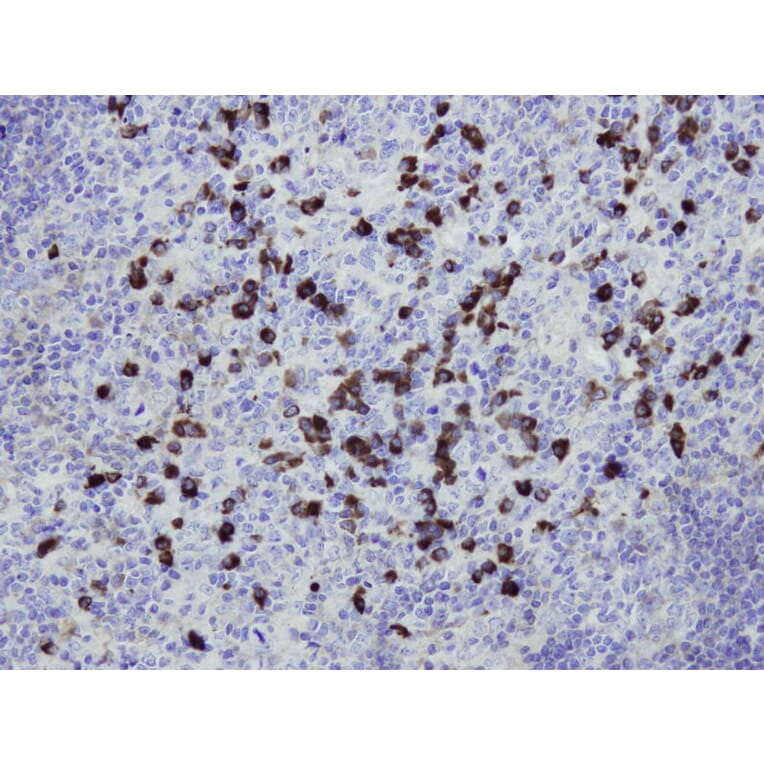 Immunohistochemistry - Anti-IgG Antibody - Antibodies.com (A8243)