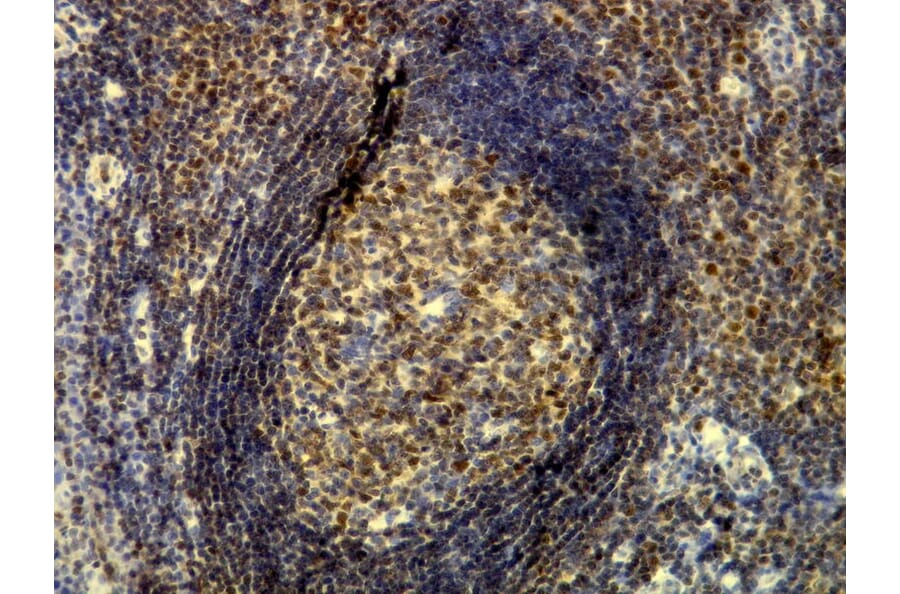Immunohistochemistry - Anti-p60 Antibody - Antibodies.com (A8244)