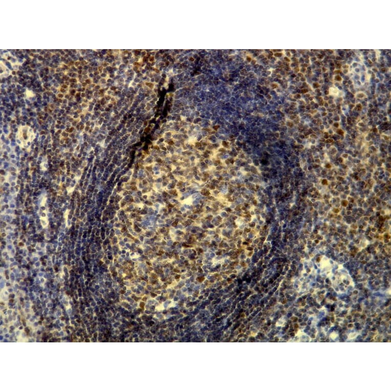 Immunohistochemistry - Anti-p60 Antibody - Antibodies.com (A8244)